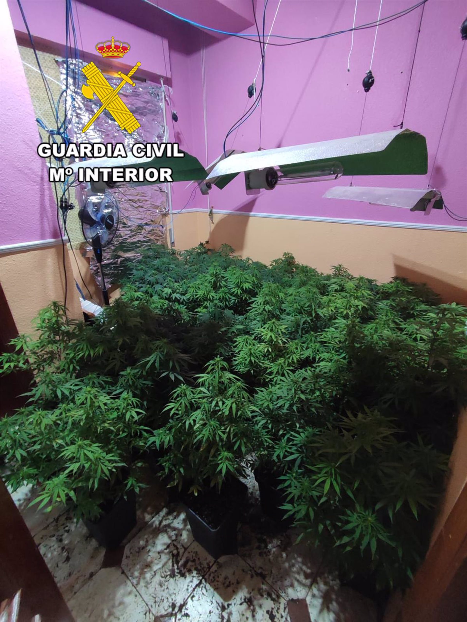 Dos detenidos en Torredelcampo acusados de gestionar una plantación de marihuana en una vivienda