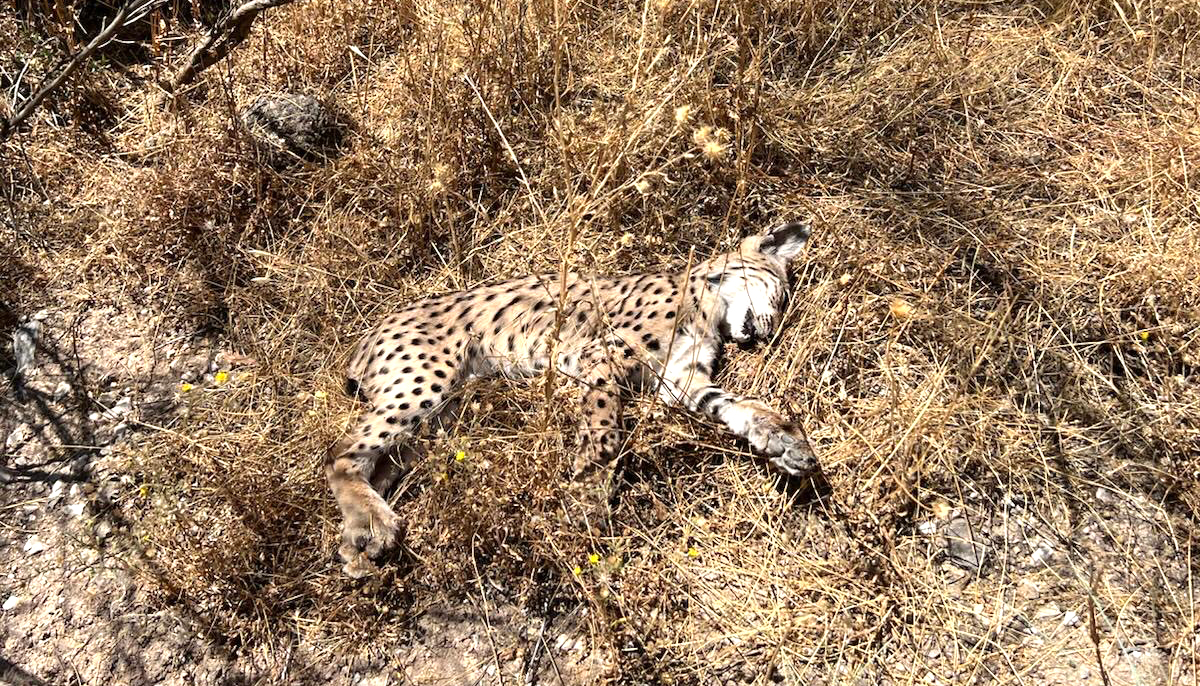 Ecologistas en Acción reclama medidas urgentes para proteger al lince ibérico en el término Torredelcampo